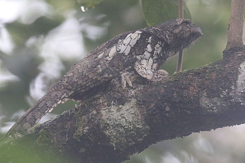 Sunda frogmouth